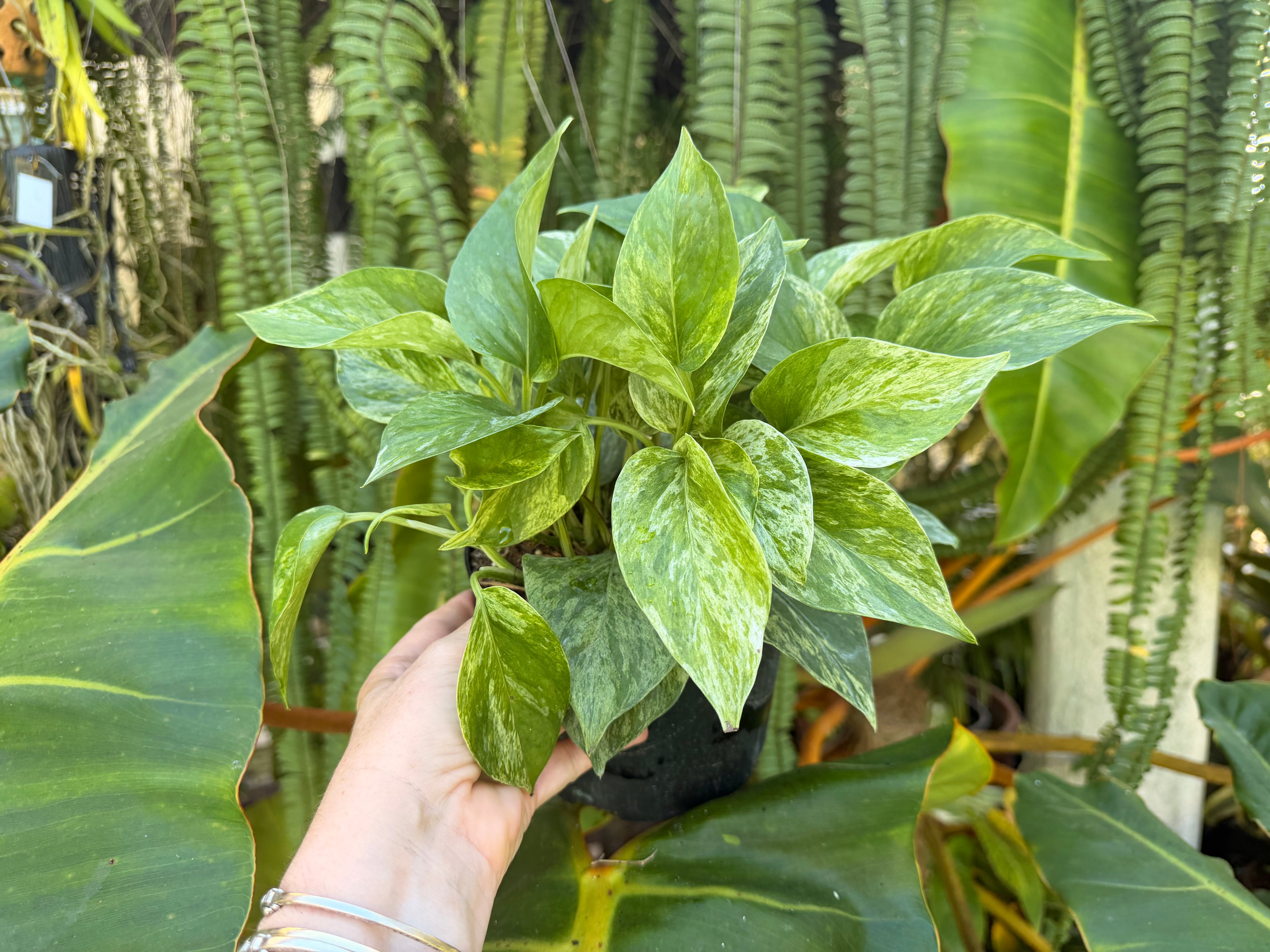 Marble Queen photos, 6” pot