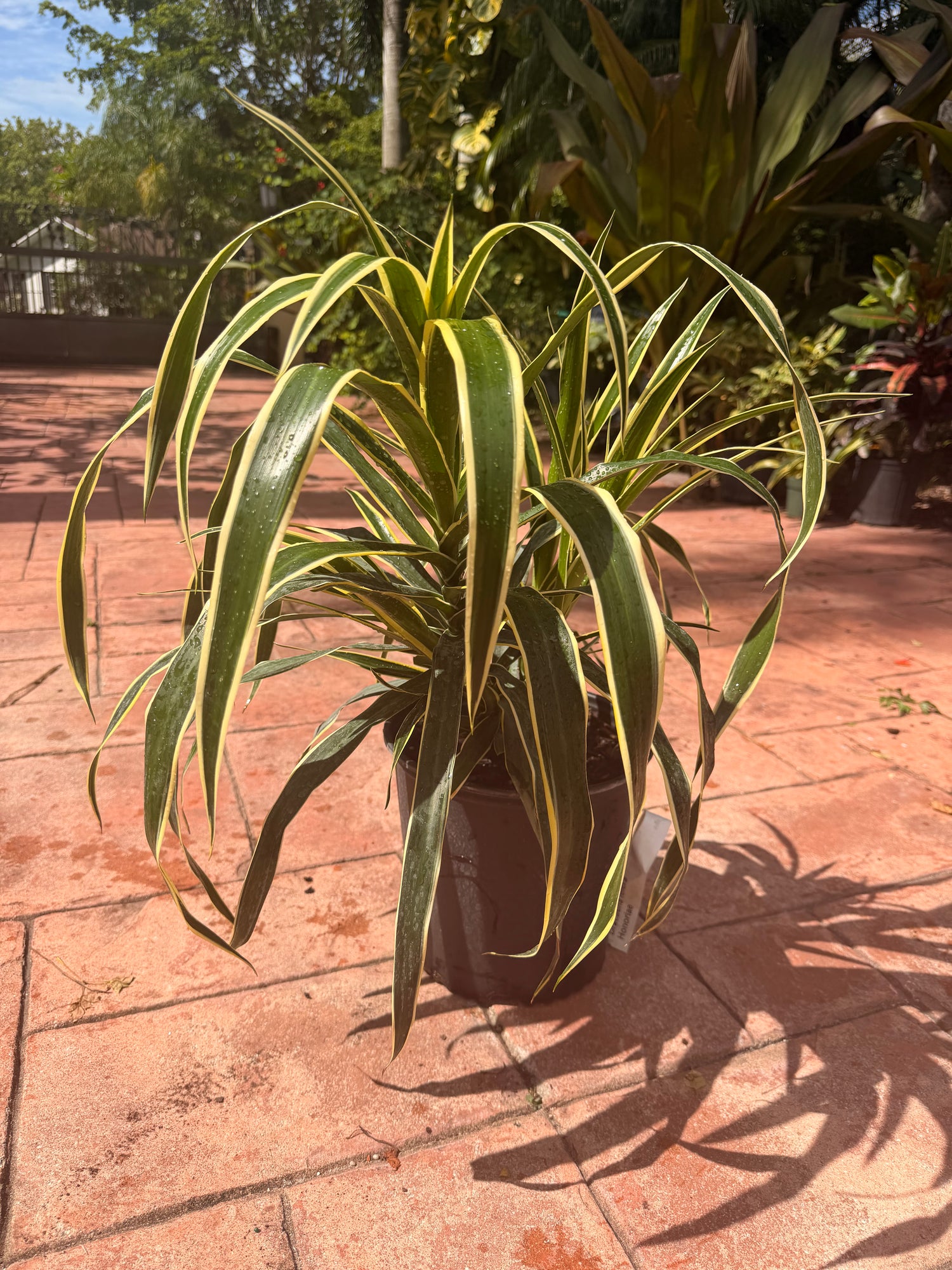 Dracaena Reflexa Honoriae, 10” pot