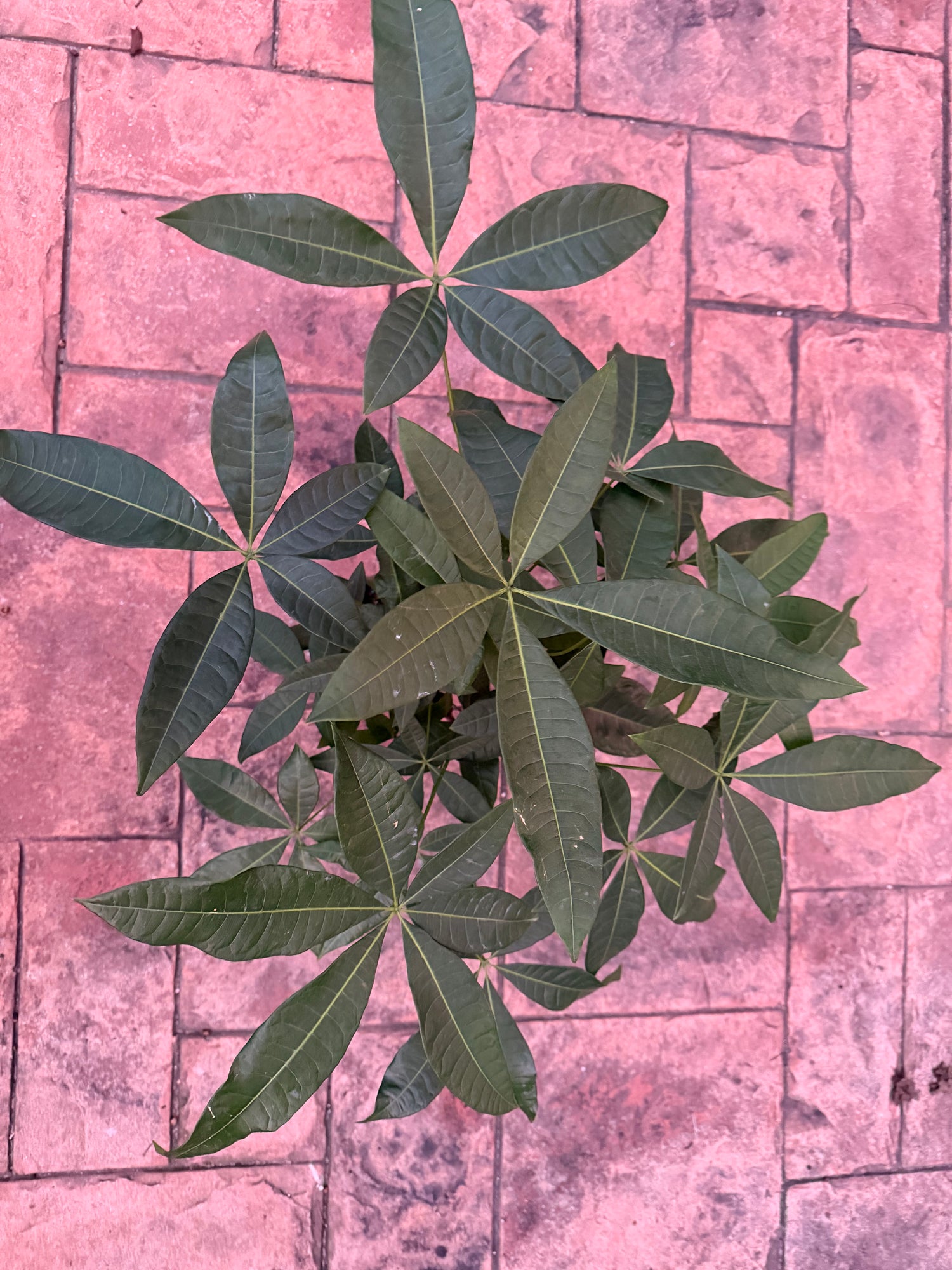 Money tree, Jumbo braid, 6” pot