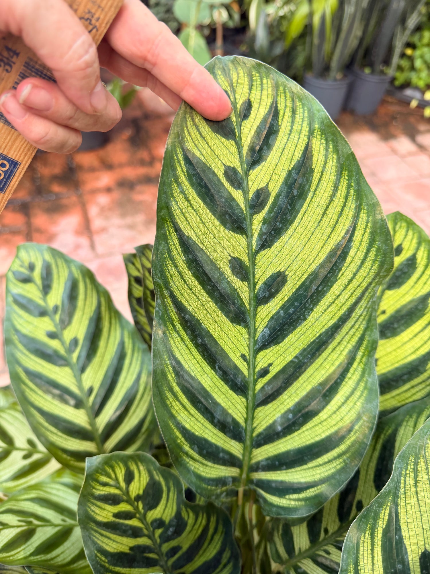 Calathea Makyoana, 10” pot