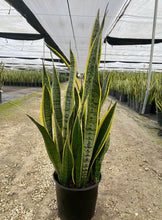 Load image into Gallery viewer, Sansevieria Laurentii, 10” pot