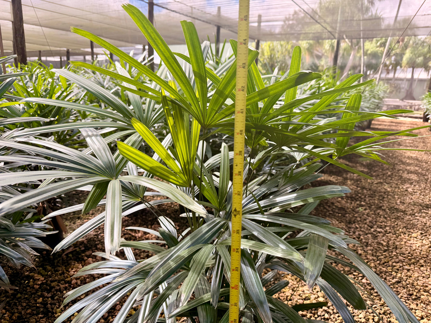 Rhapis palm, 10” pot - Lady palm