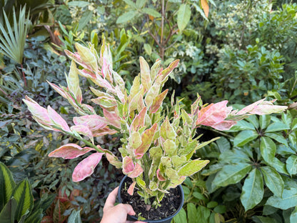 Devils Backbone plant, Zig Zag plant, 1 g/deep 6” pot