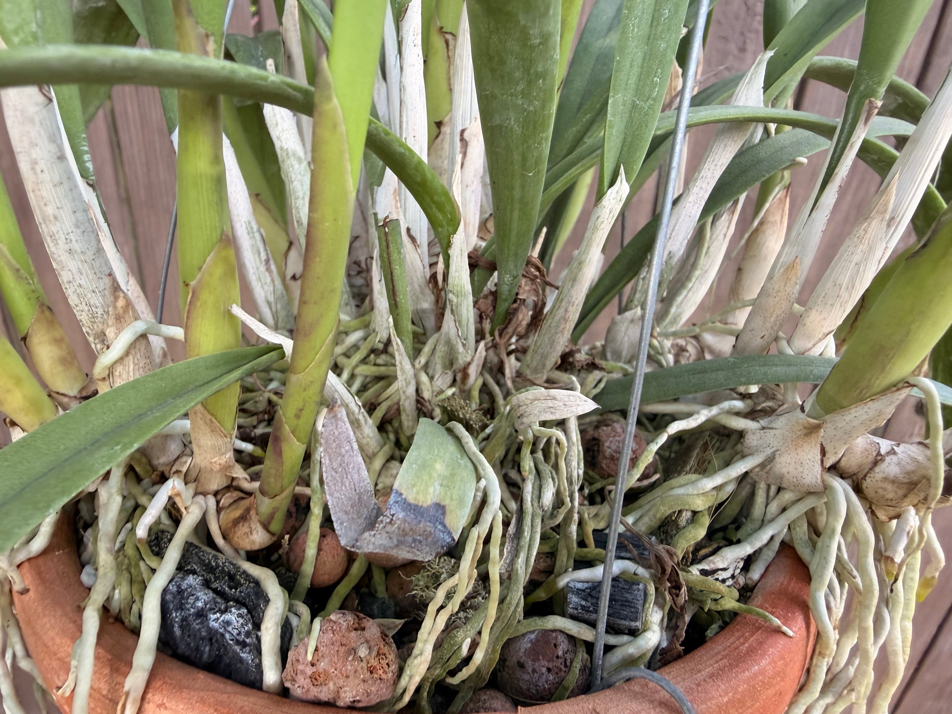 Brassavola nodosa in Thai orchid pot