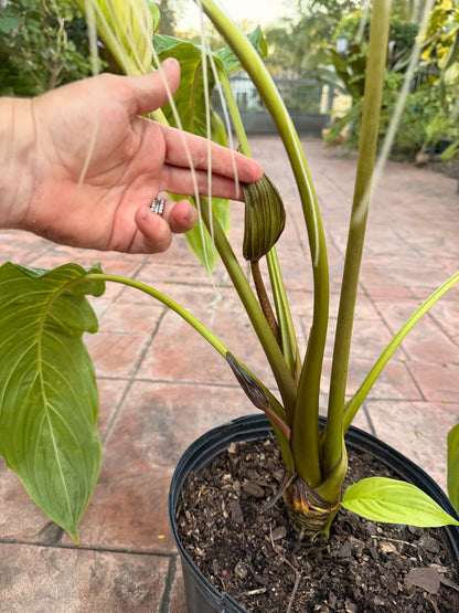 White Tacca Bat plant, 10” pot. Tacca chantieri - Will ship with a bud.