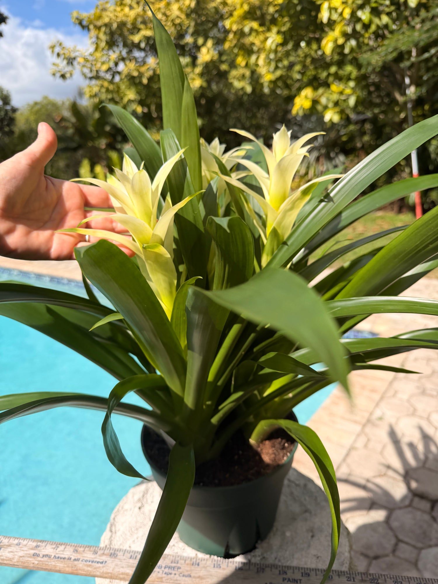 Guzmania planting, 8” pot. 3 white plants per pot