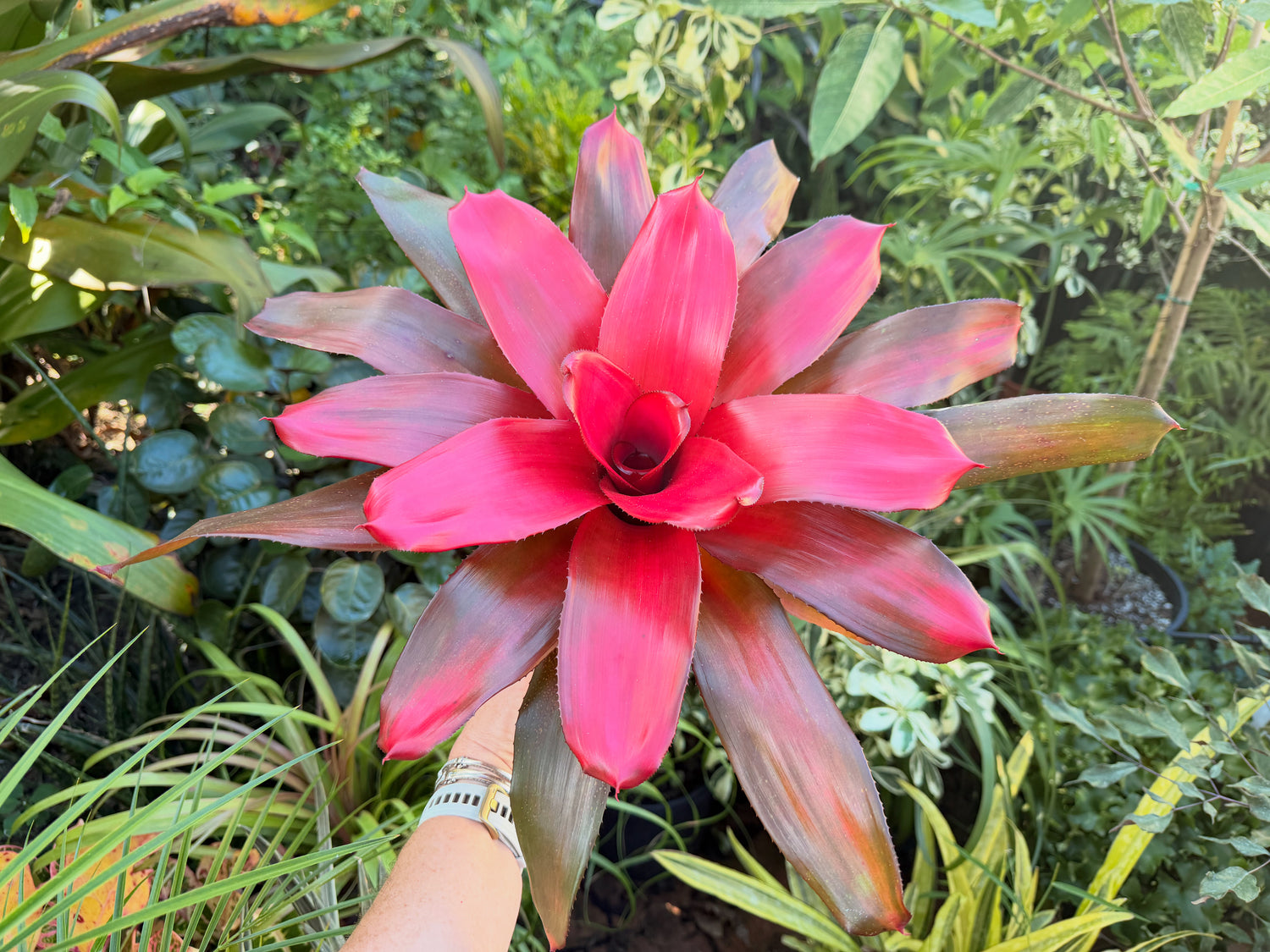 Neoregelia Maria, 6” pot