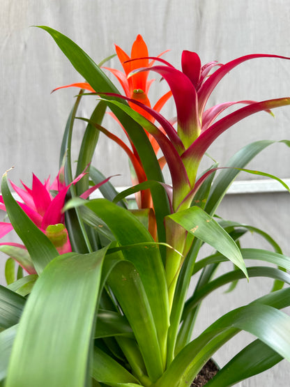 Guzmania planting, 8” pot. 3 plants per pot