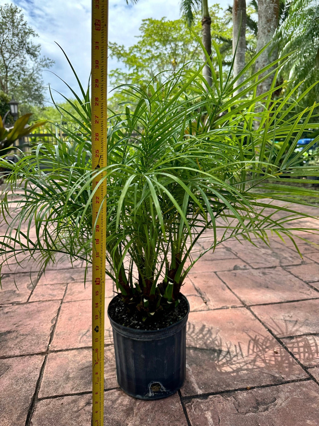 Roebelenii palm, Pygmy Date Palm, 10” pot - Multi