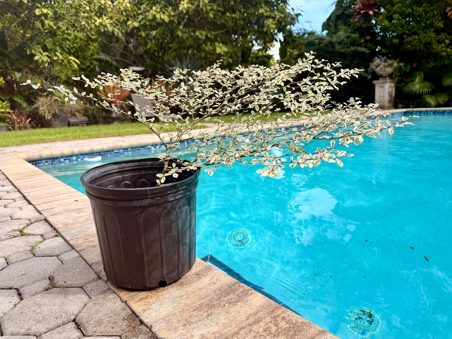 Variegated Terminalia Ivorensis, 10” pot/3G