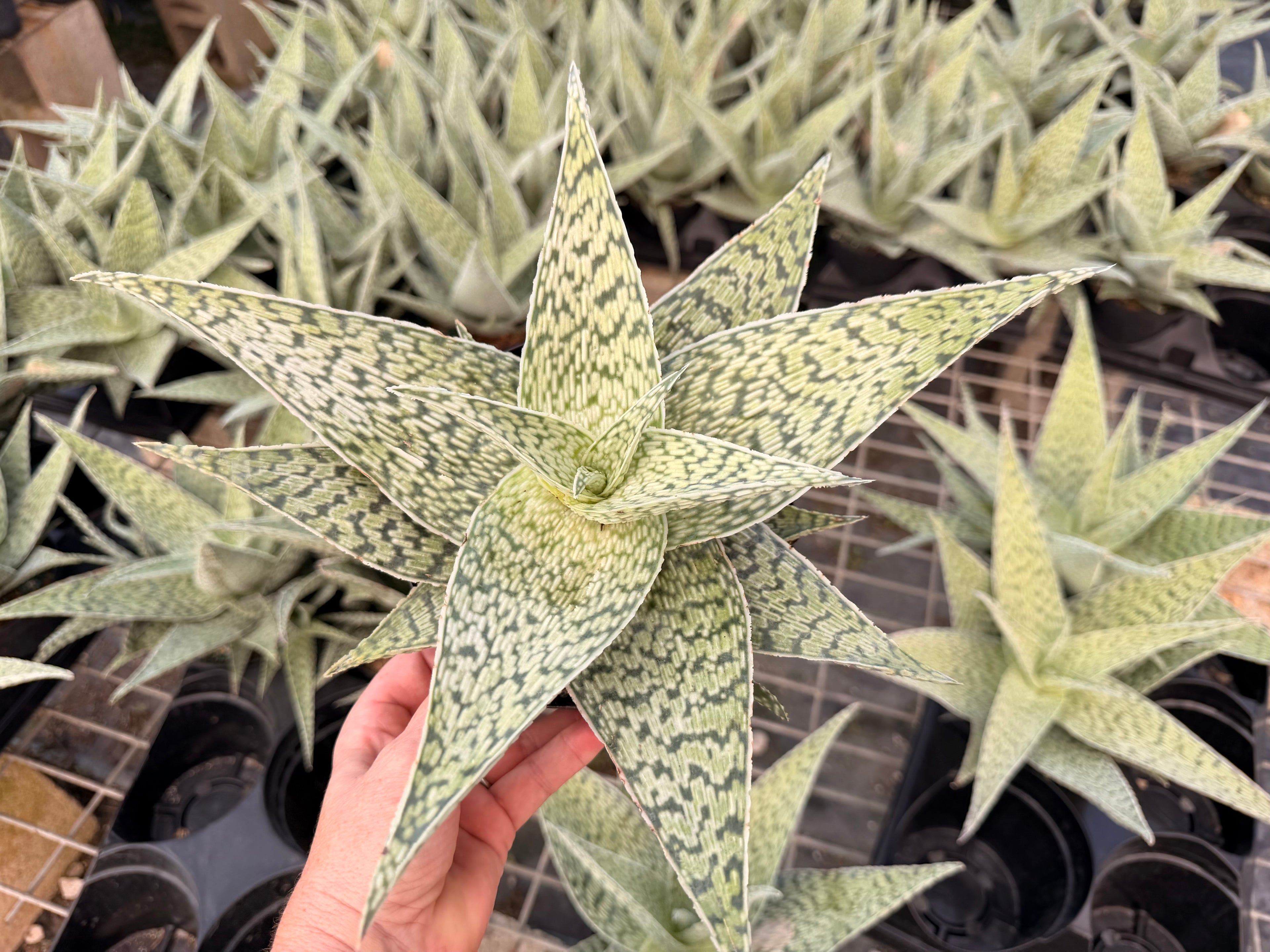 Aloe Delta Lights, 6” pot