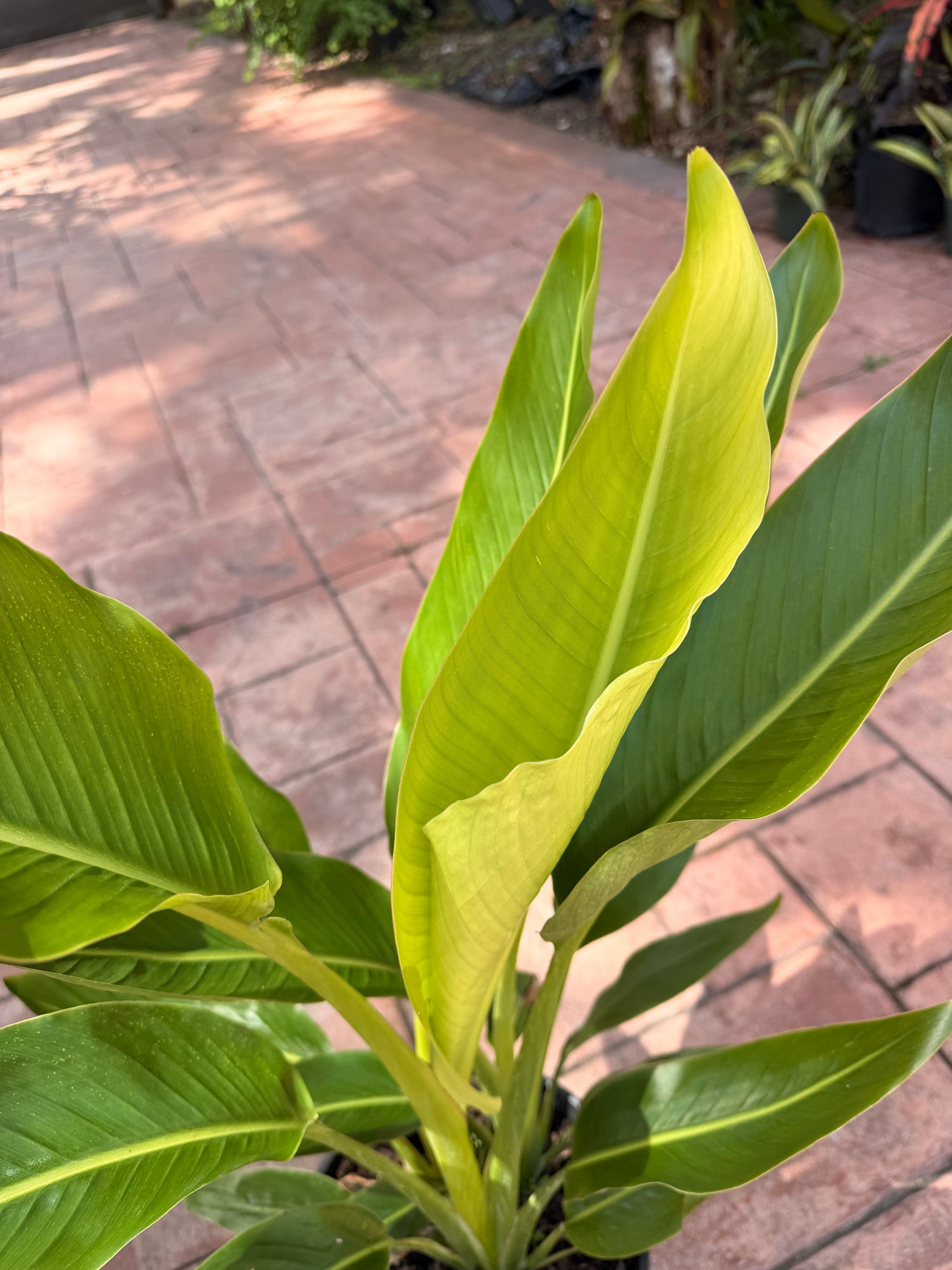 Travelers palm, 10” pot