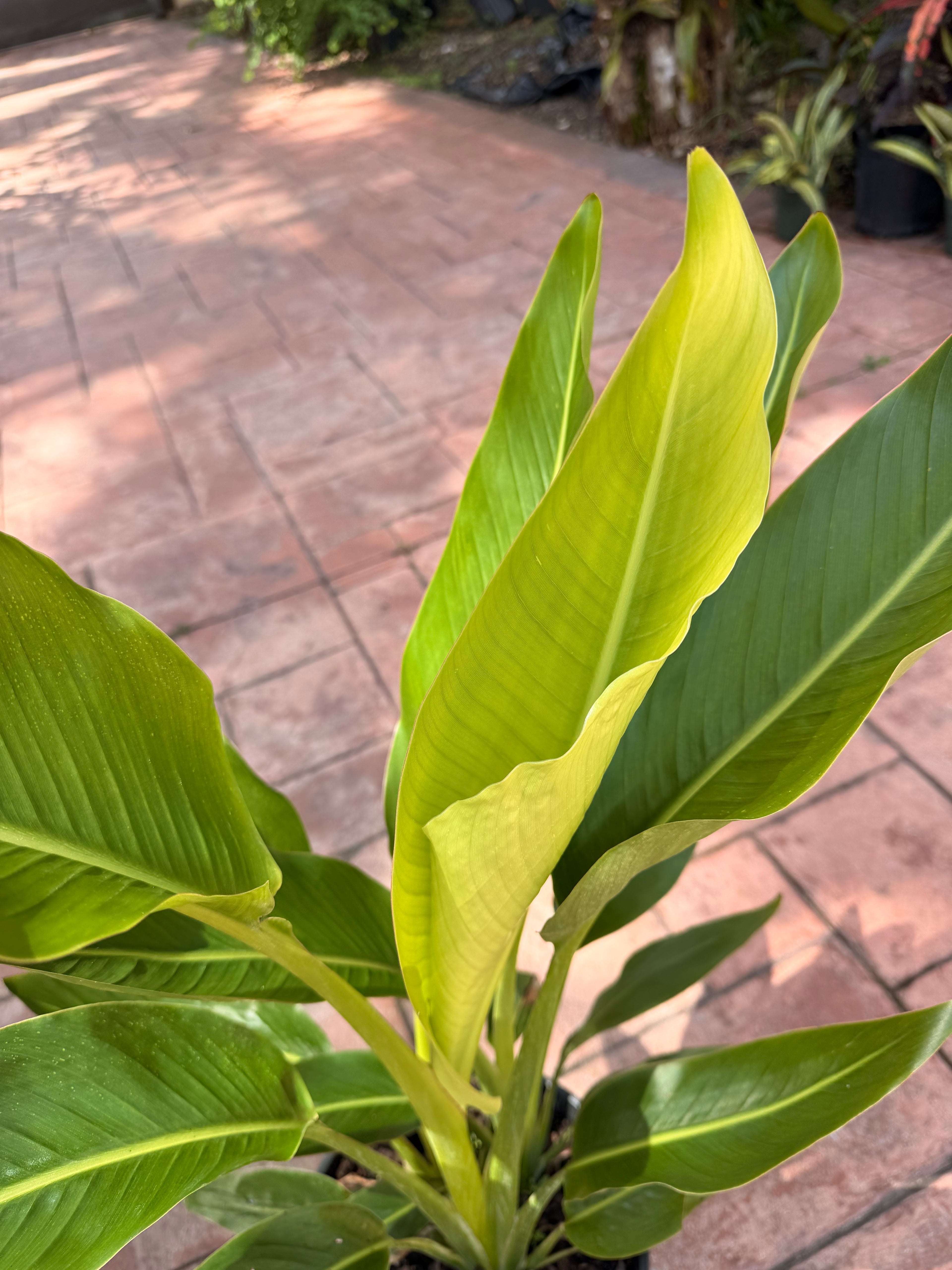 Travelers palm, 10” pot