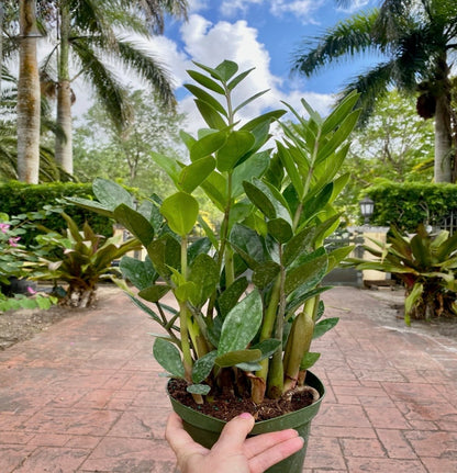 ZZ plant - Zamioculcas zamiifolia, 6” pot