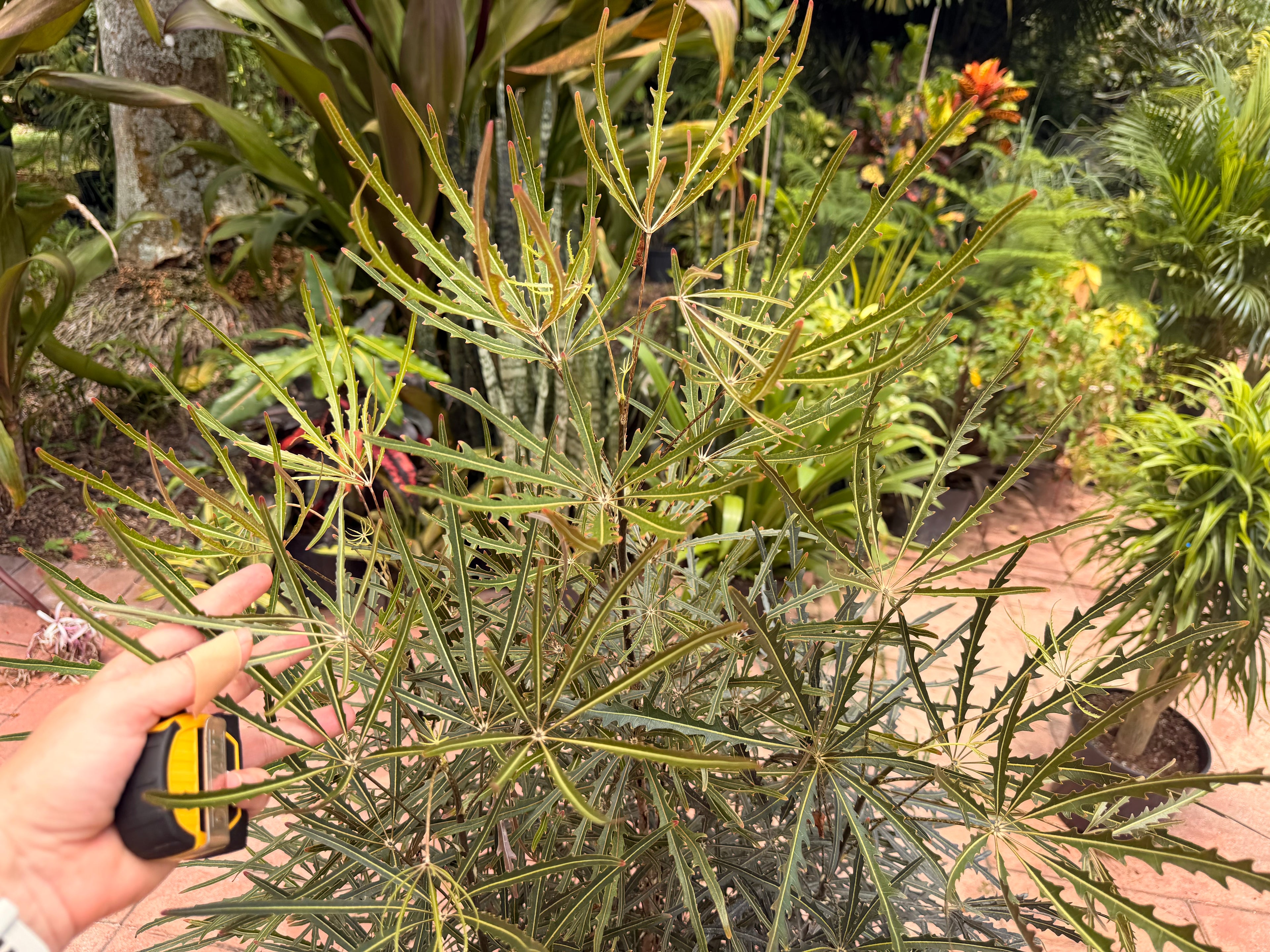 False aralia, 10” pot 60” box