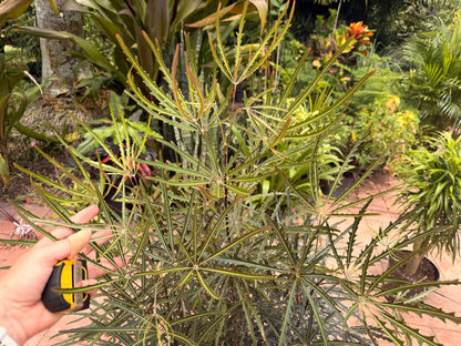 False aralia, 10” pot 60” box