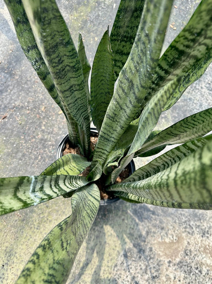 Sansevieria Zeylanica, 10” pot