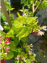 Load image into Gallery viewer, Double Rangoon Creeper, 10” pot Vine on trellis