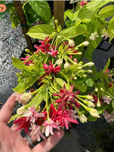 Load image into Gallery viewer, Double Rangoon Creeper, 10” pot Vine on trellis