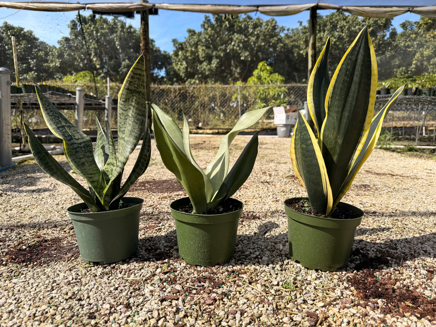 Sansevieria Starter pack A