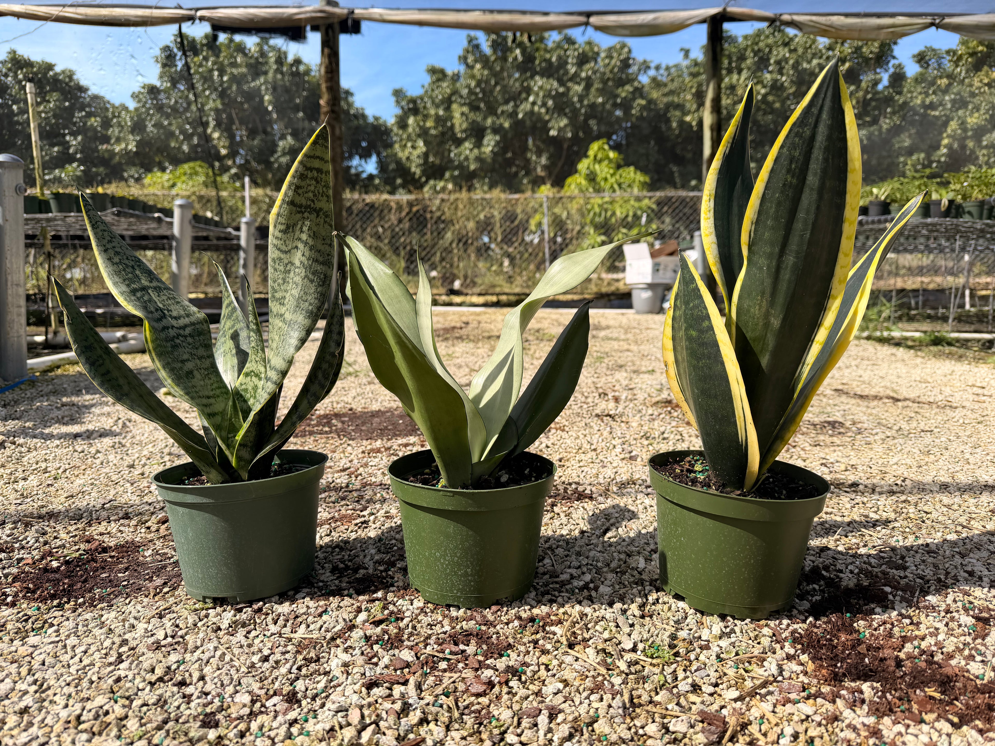 Sansevieria Starter pack A