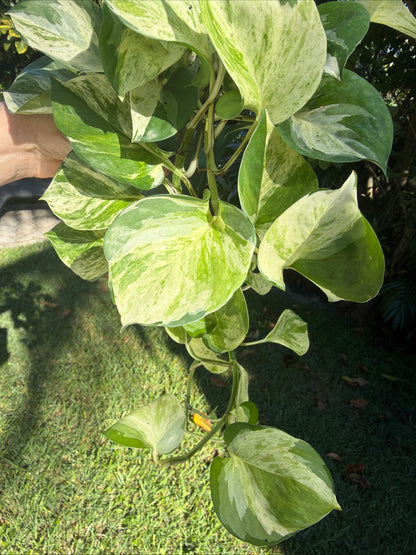 Manjula Pothos, 4” pot - trailing