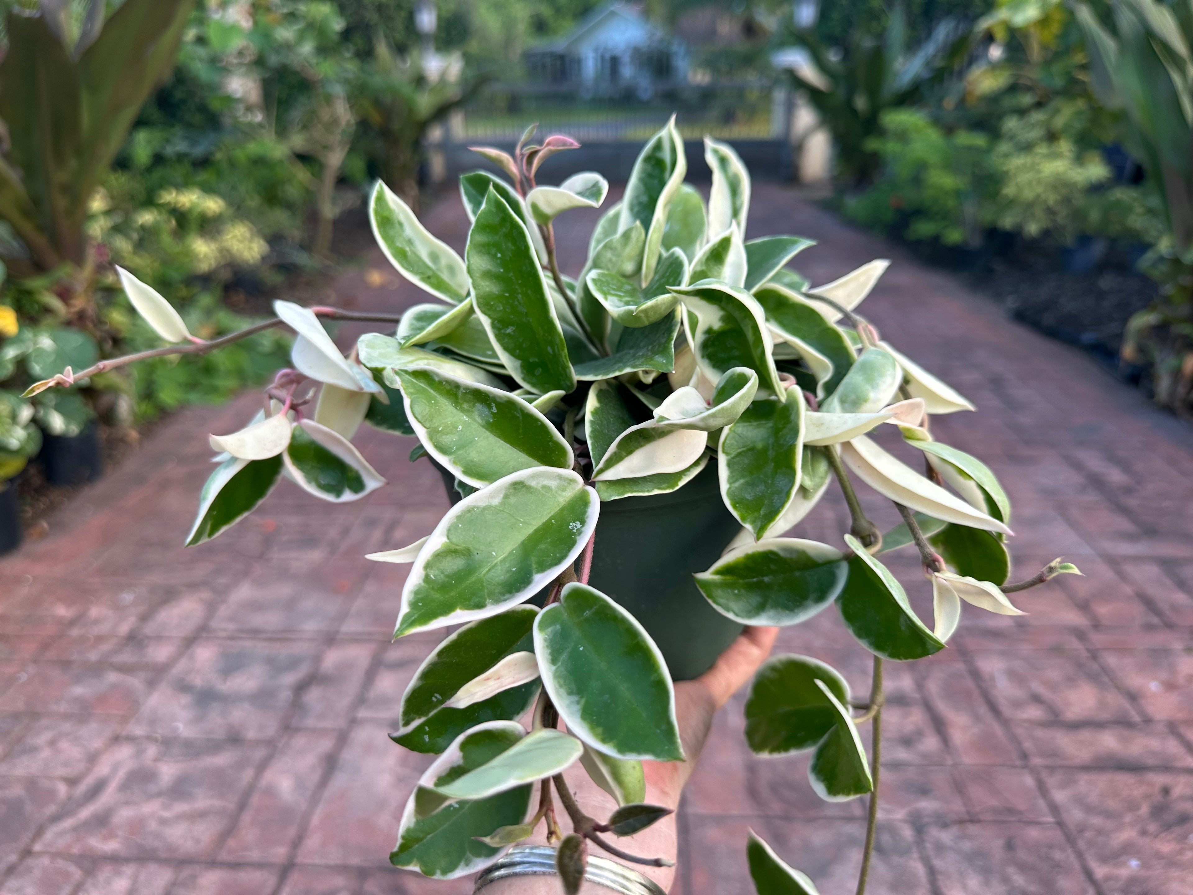 Hoya Krimson Queen, 6” pot