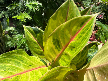 aglaonema golden fluorite care Aglaonema Golden Flourite, 6” pot – Green Millennium