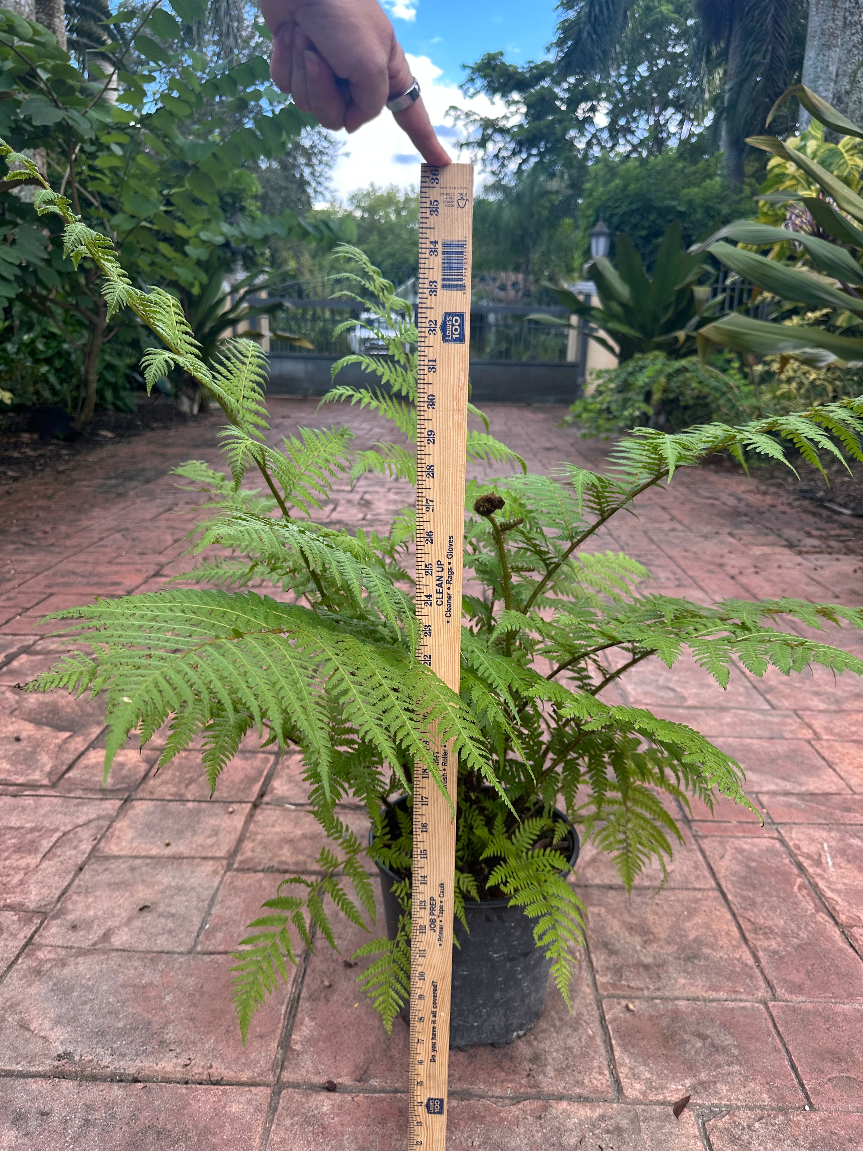 Australian Tree Fern, 10” pot