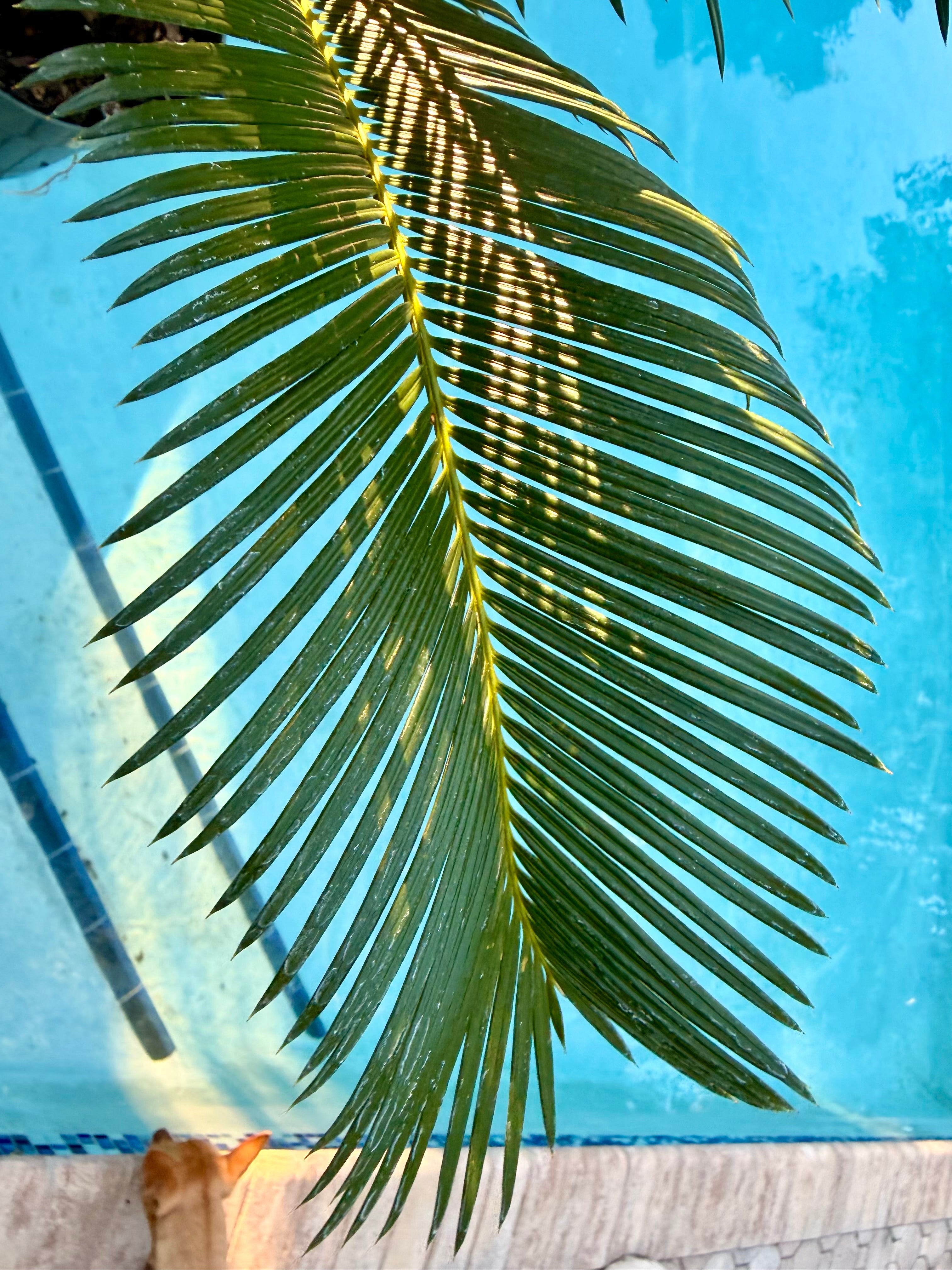 Sago Palm, 6” pot - Large