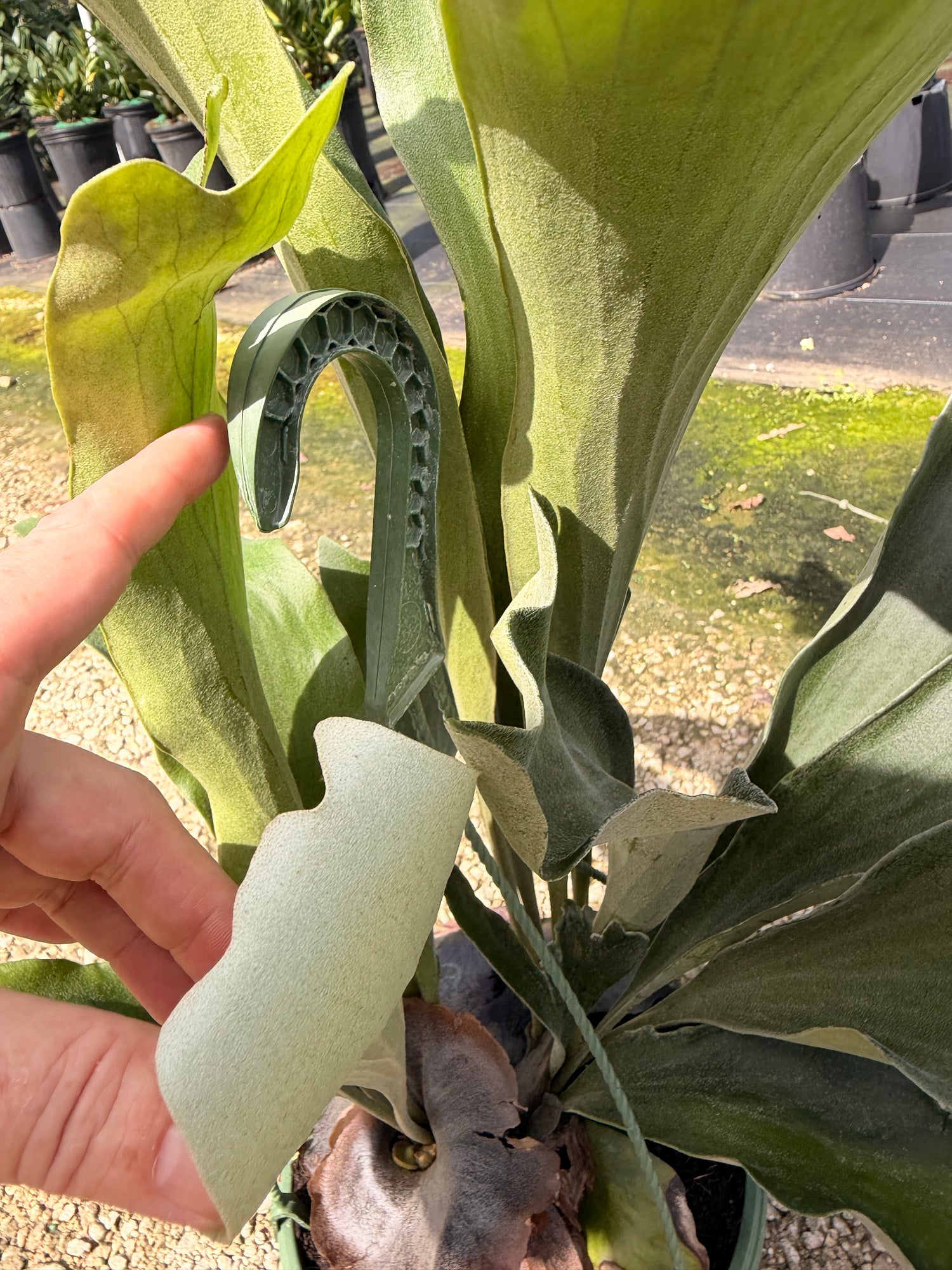 Staghorn fern in 8” hanging basket Large