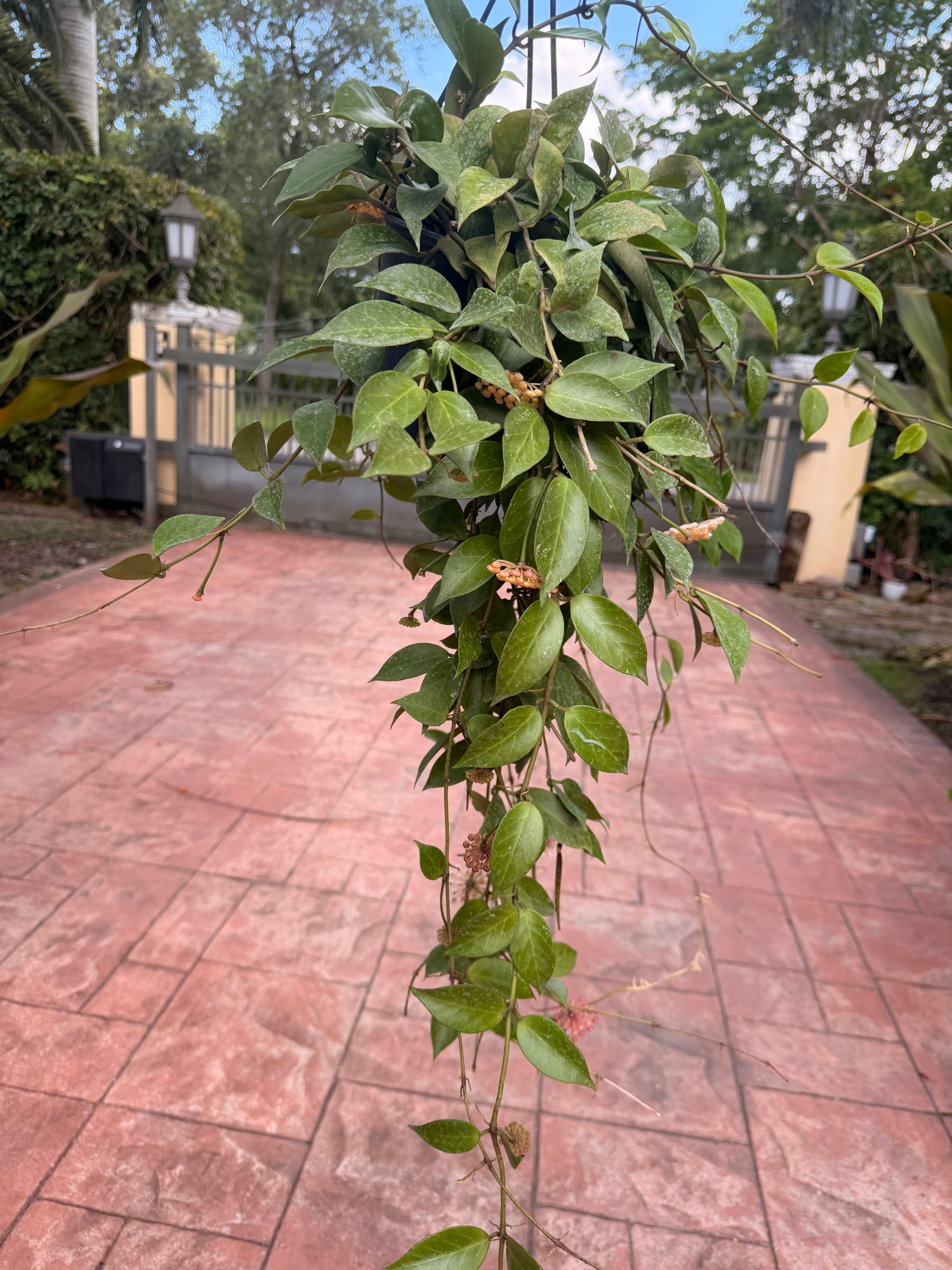 Hoya Sunrise, 5” pot