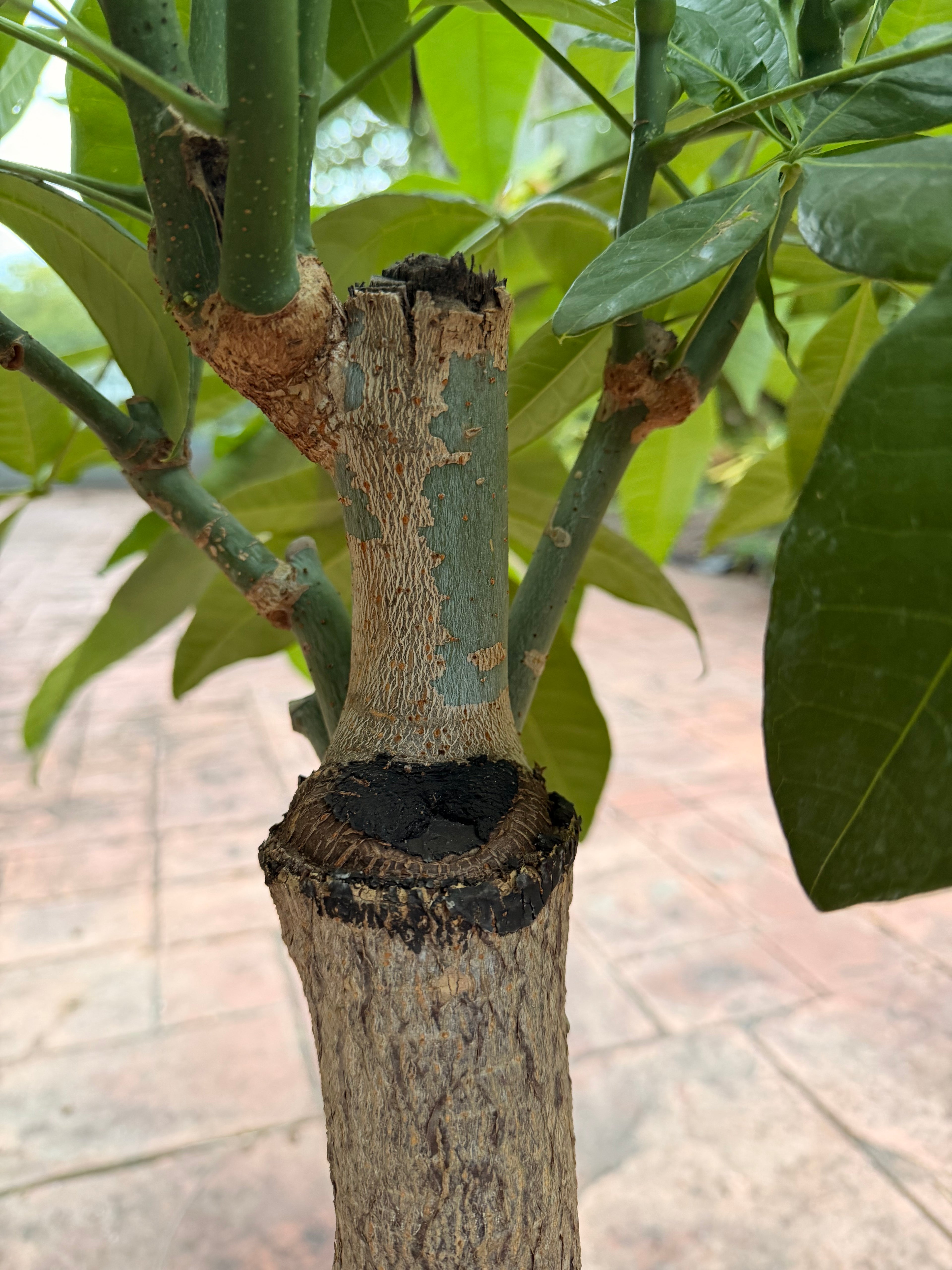 Money tree, thick short trunk, 14” pot