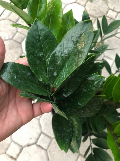ZZ plant - Zamioculcas zamiifolia, 8” pot