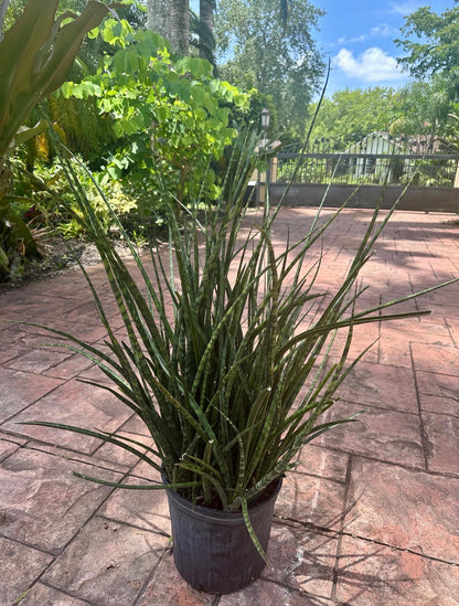 Sansevieria Fernwood, 10” pot Full pot