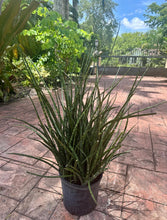 Load image into Gallery viewer, Sansevieria Fernwood, 10” pot Full pot