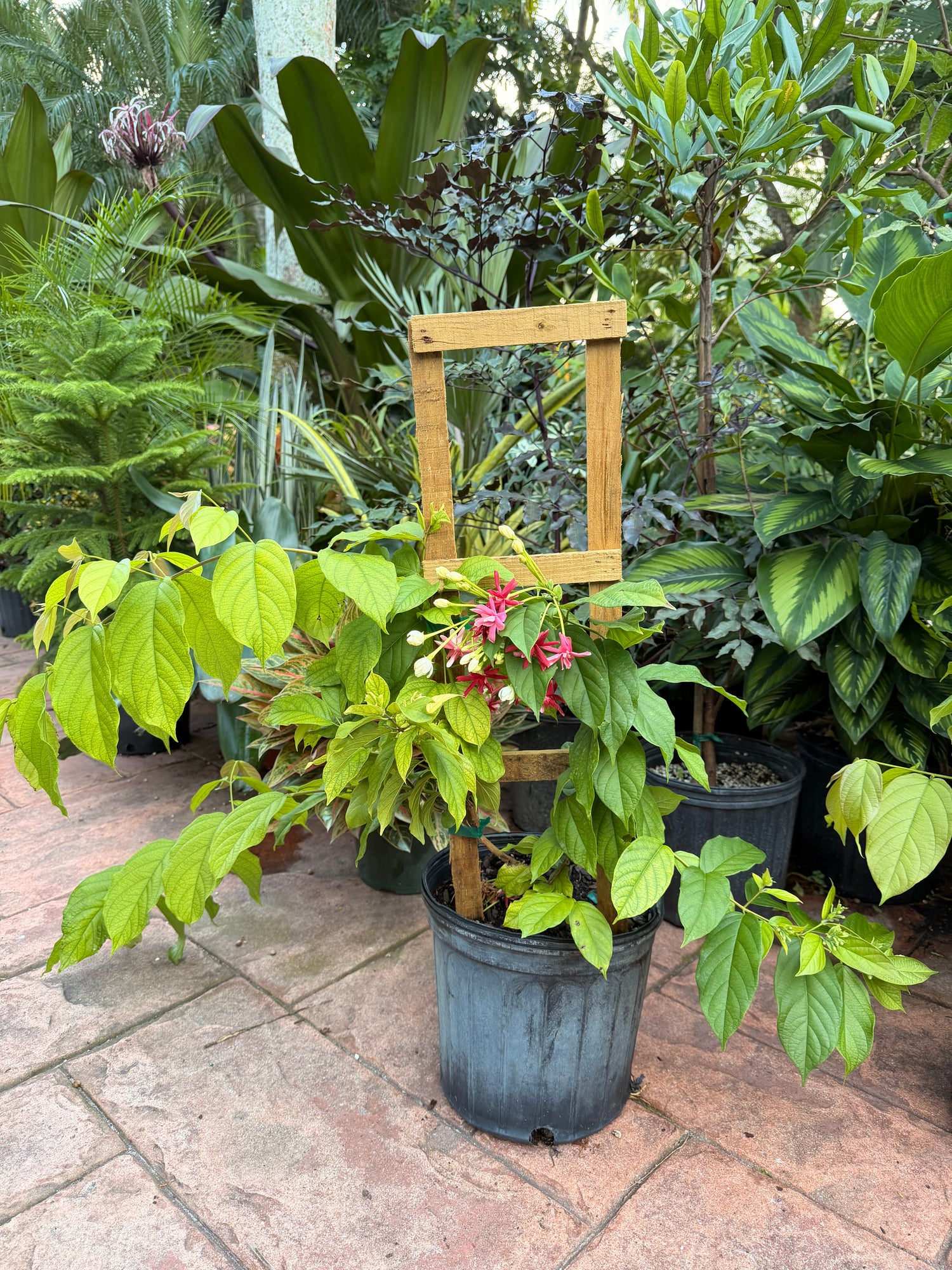 house plant creeper Double Rangoon Creeper, 10” pot Vine on trellis – Green Millennium