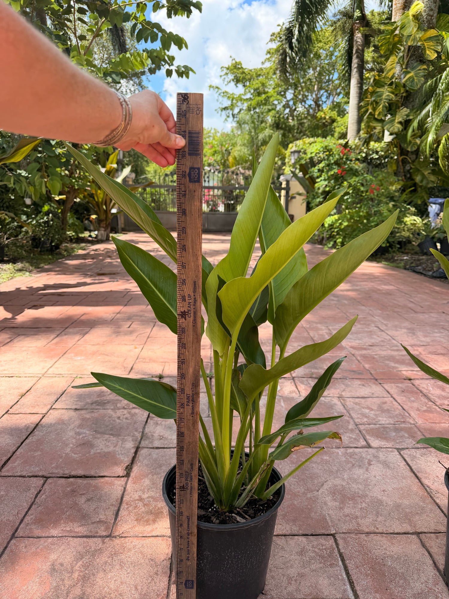 Travelers palm, 10” pot