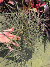 Load image into Gallery viewer, False aralia, 10” pot