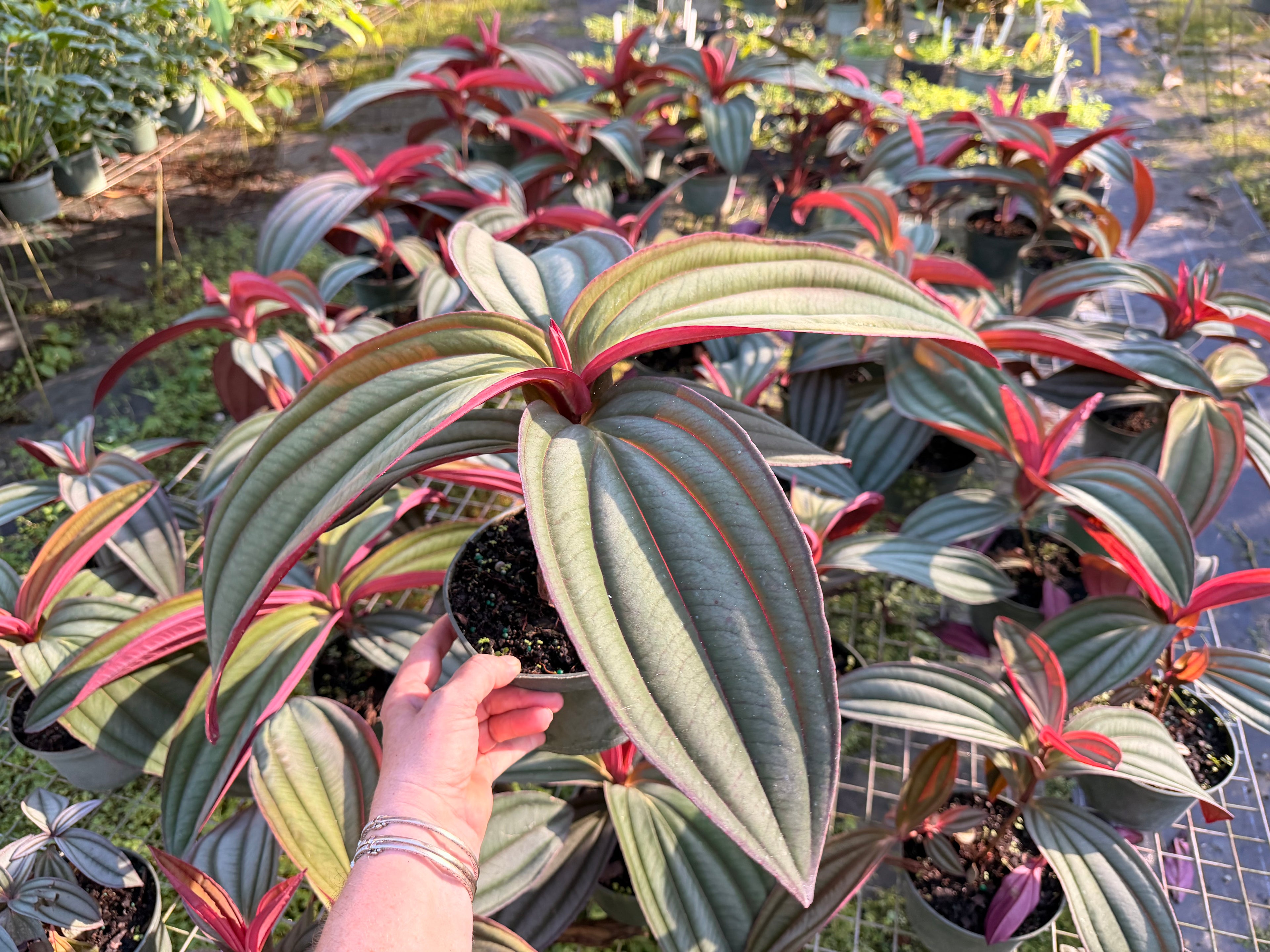 Medinilla Gregori Hambali, 6” pot