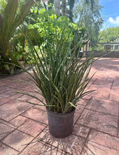 Load image into Gallery viewer, Sansevieria Fernwood, 10” pot Full pot