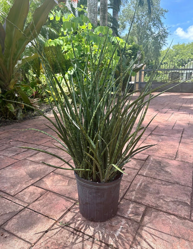 Sansevieria Fernwood, 10” pot Full pot