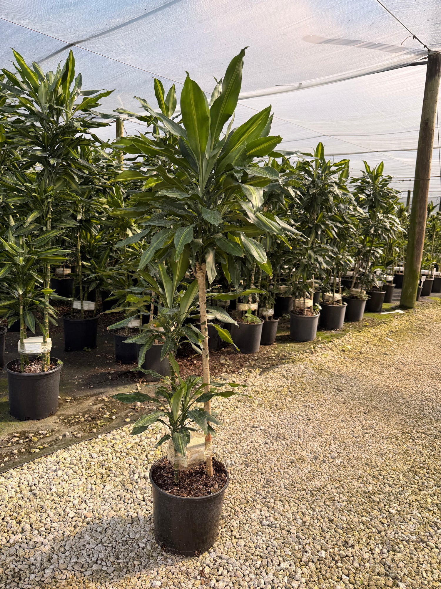 Dracaena Cintho cane, 10” pot