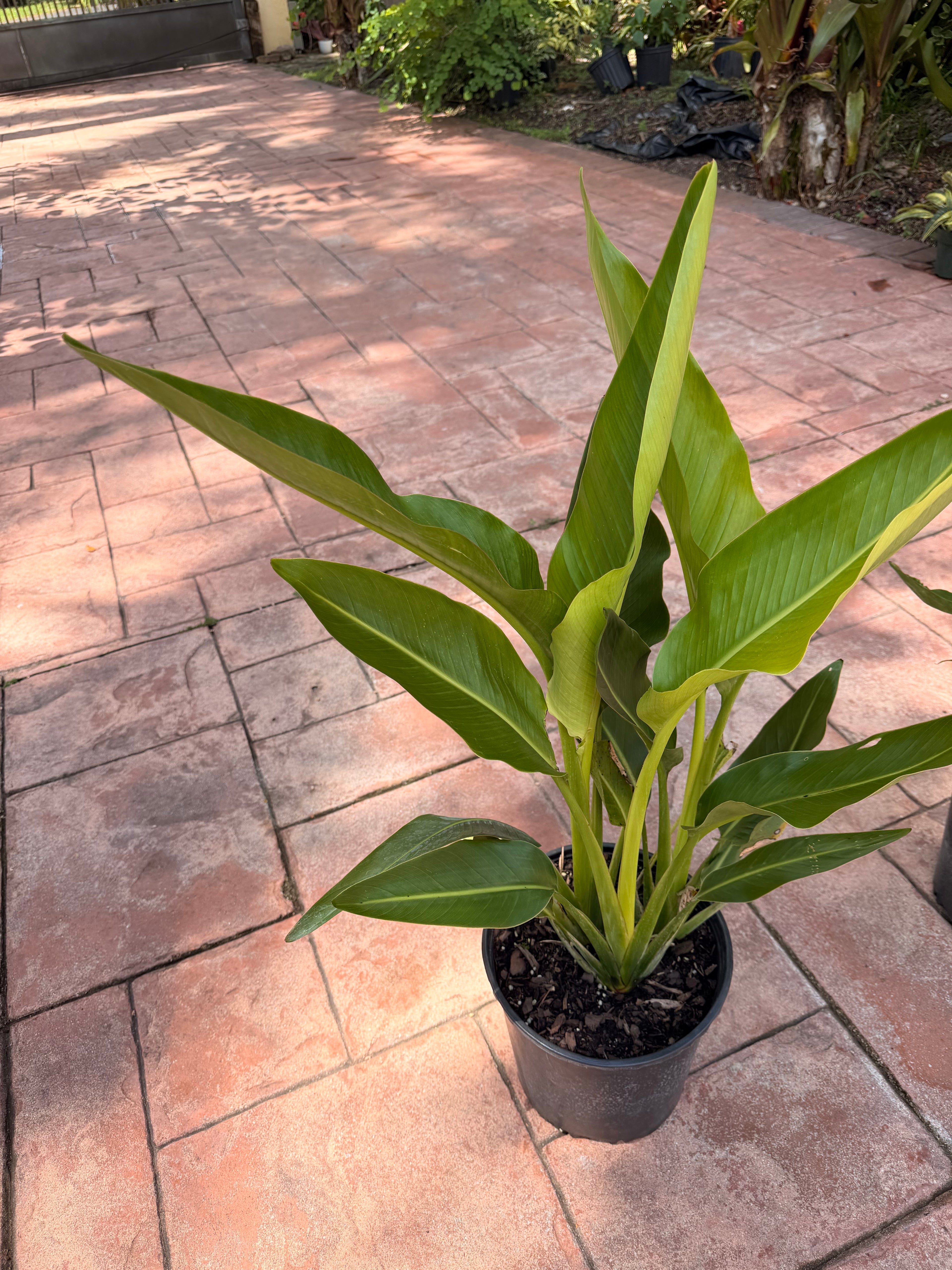 Travelers palm, 10” pot