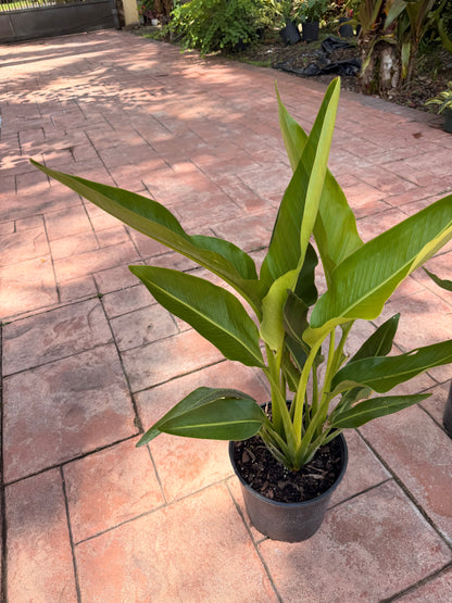 Travelers palm, 10” pot