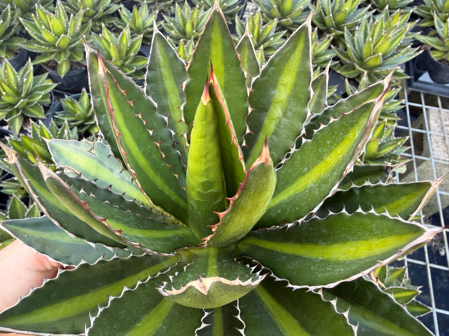 Agave Lophantha