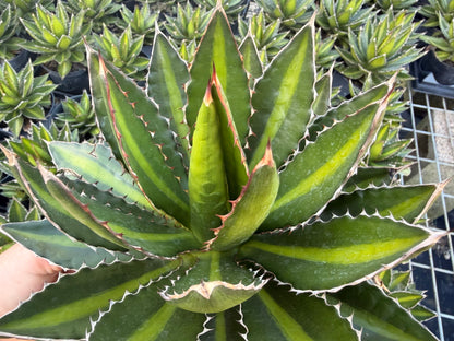 Agave Lophantha
