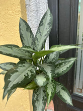 Load image into Gallery viewer, Aglaonema Jubilee, 6” pot