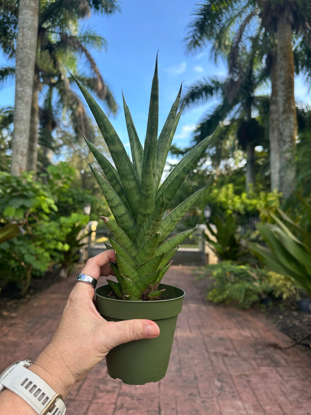 Sansevieria Tower, 4” pot