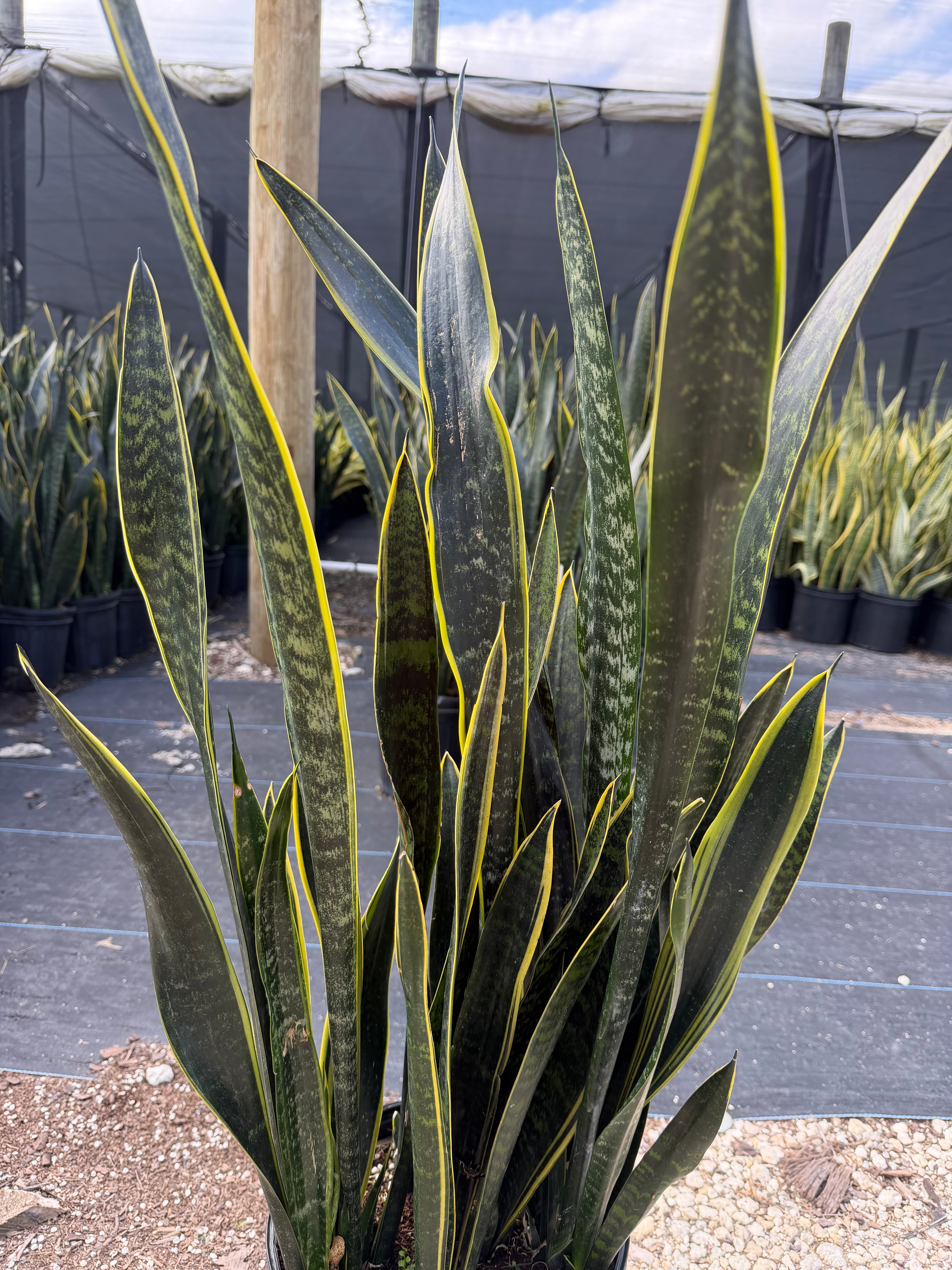 Sansevieria Dakota, 10” pot - ships GROUND